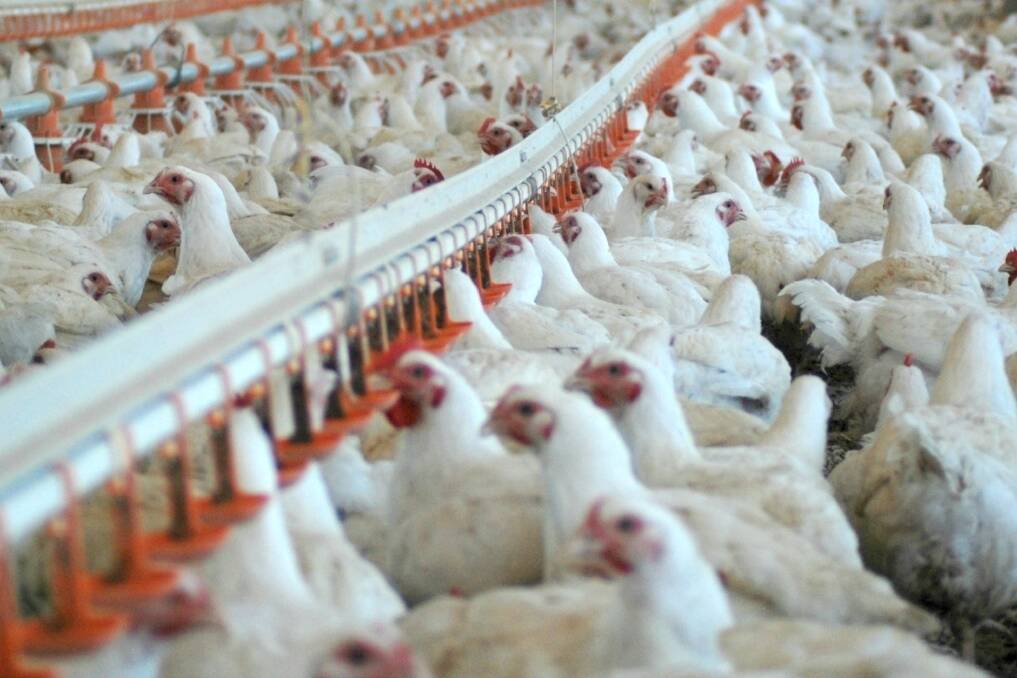Rare look at intensive chicken production