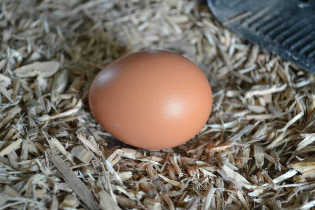 In a bid to improve traceability of eggs in NSW, from today all producers large and small stamp their eggs with a unique identifer. 