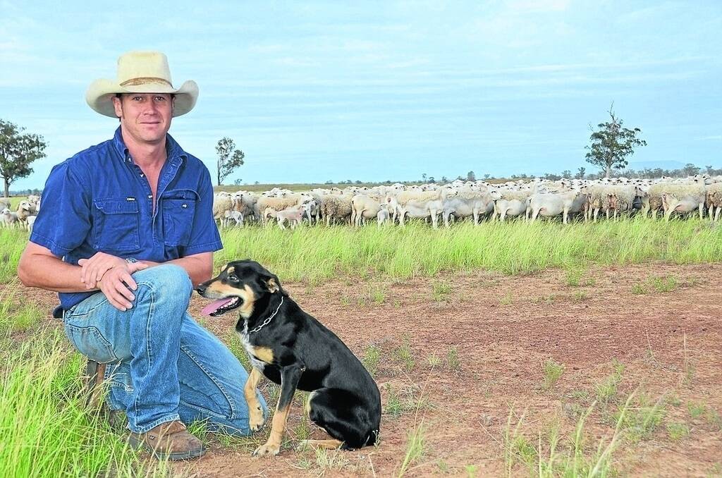 Ian Gardner with his dog and a mob of Dorpers at "Stratford", Wean. Photo: Ashley Gardner