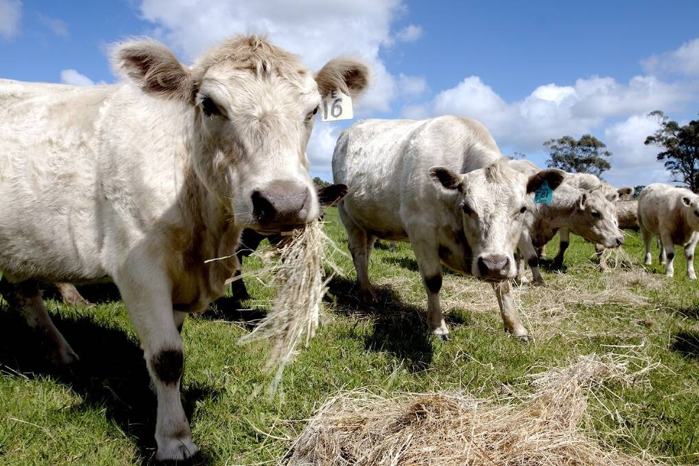 Beef industry reform 'overdue'