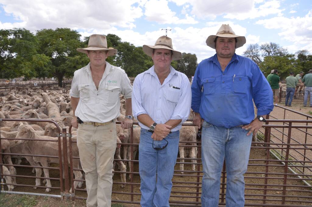 Callum McLachlan, Jumbuck Pastoral Co, Adelaide, was selling up to 5000 head at the Jamestown sale, some of which were bought by Mutooroo Pastoral, owned by James Morgan, to go onto Mederie Station, managed by Adam Lomman, Coburn.