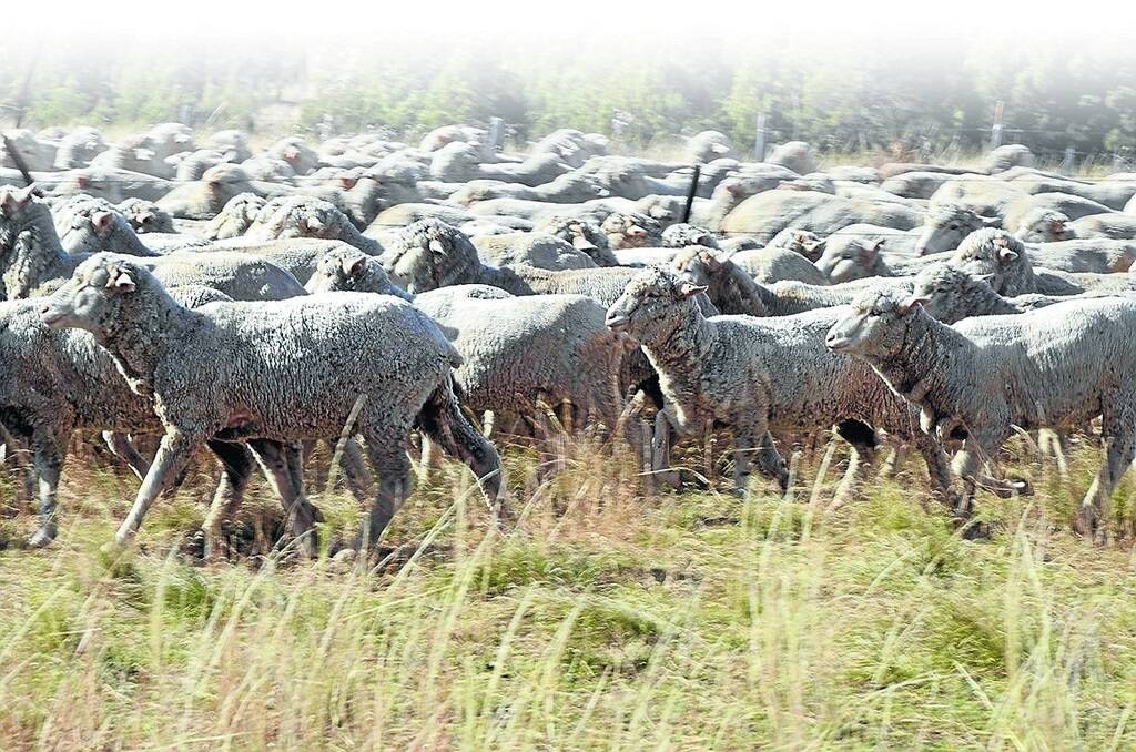 China now buys about 80 per cent of Australia’s annual wool production.