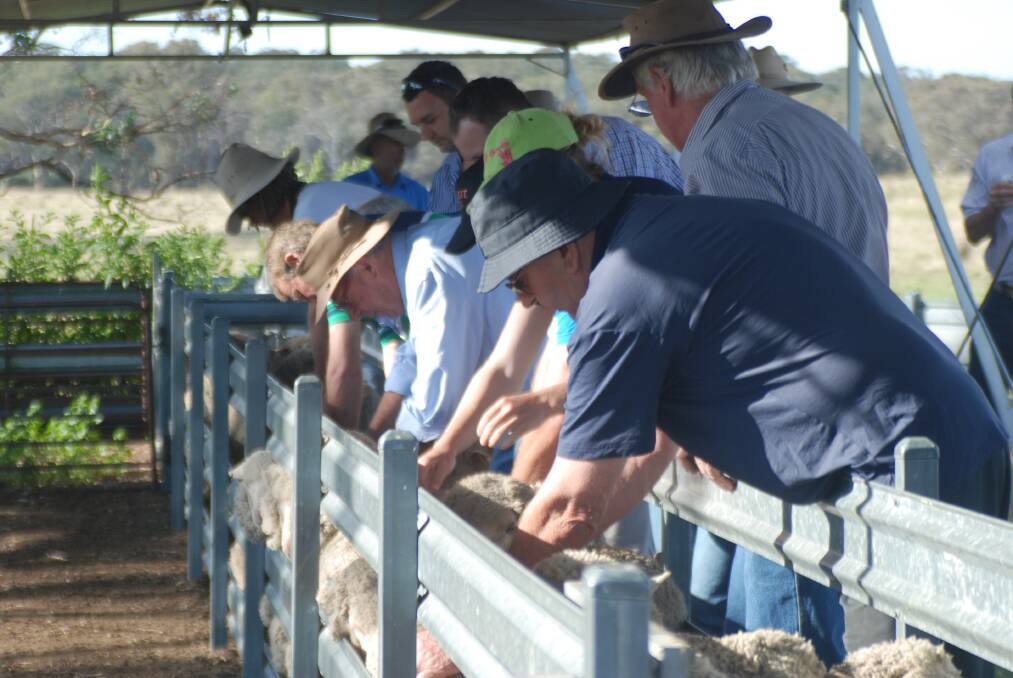 Checking out Merino ewes during the Coopers Animal Health Chris Naake Memorial Flock ewe Competition.