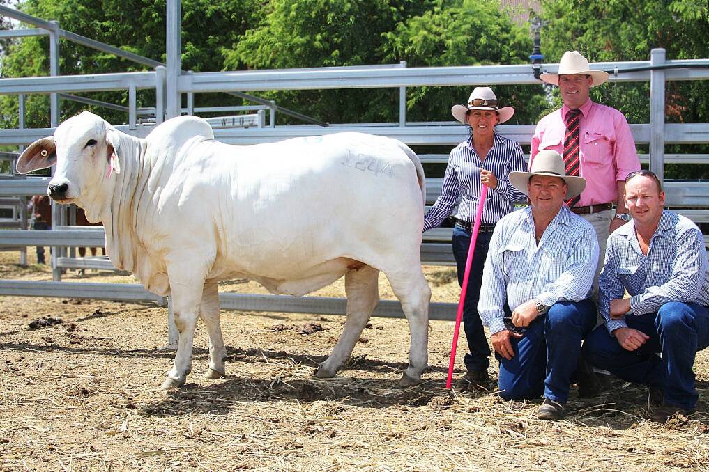 A 19-month-old Clukan heifer topped the Rocky All Stars Elite Brahman female sale for $12,000. Clukan stud principal, Theresa Taylor is pictured with Elders auctioneer and sale co-ordinator, Michael Smith, Elders Studstock, Toowoomba and buyers, Zane Male, Somerset Park Brahmans, Calen and Tom Male, Energy Brahmans, Gargett.
