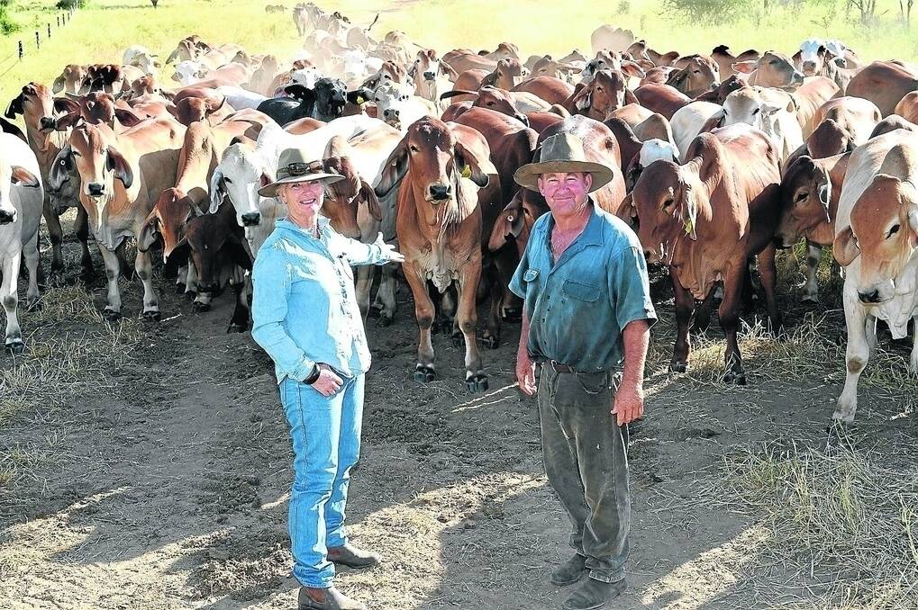 Debbie McBryde, Oombabeer, Moura, and manager Mervyn Mason, with a mob of cattle bought last year. - <i>Picture: ROD GREEN.</i>