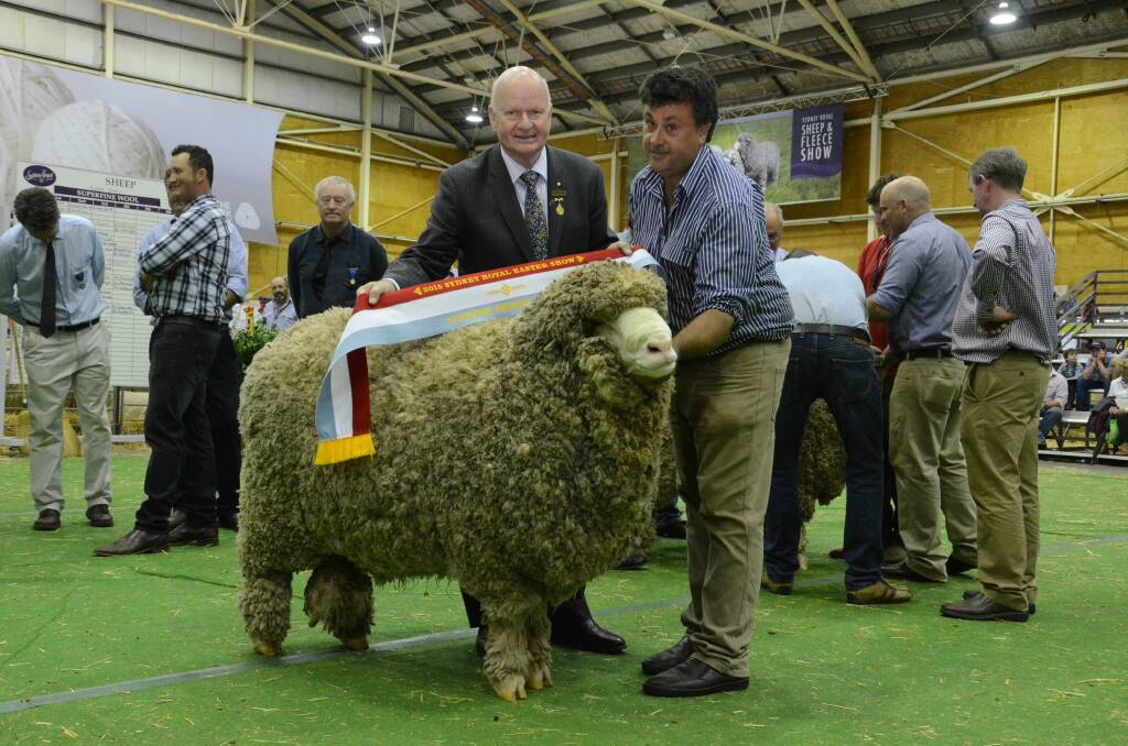 President of the Royal Agricultural Society of NSW, Robert Ryan, sashes the supreme Merino exhibit, the supreme Merino ram and grand champion Poll Merino ram held and exhibited by Drew Chapman, West Plains Poll stud, Delegate.