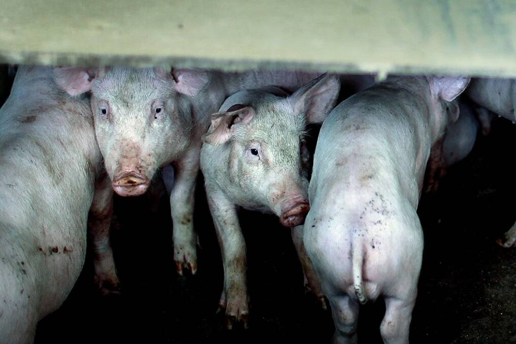 The pork industry has been the subject of continuing campaigns by activists who have "invaded" piggeries in an attempt to obtain images of suffering.