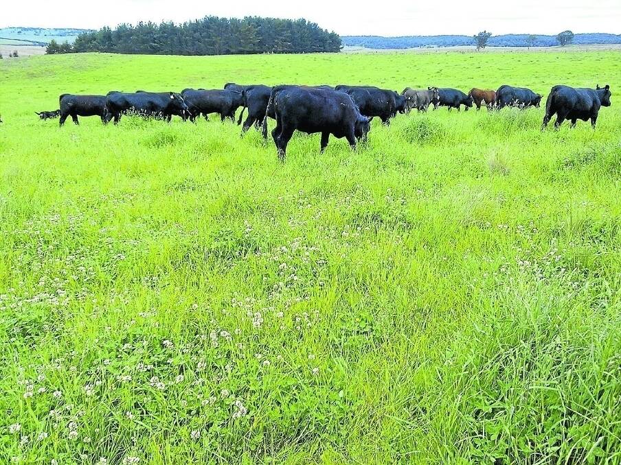 An improved pasture mix of ryes, fescues, cocksfoot and clovers enables home-bred and bought-in cattle to be grass-fattened on “Tarrangower” to supermarket specifications.