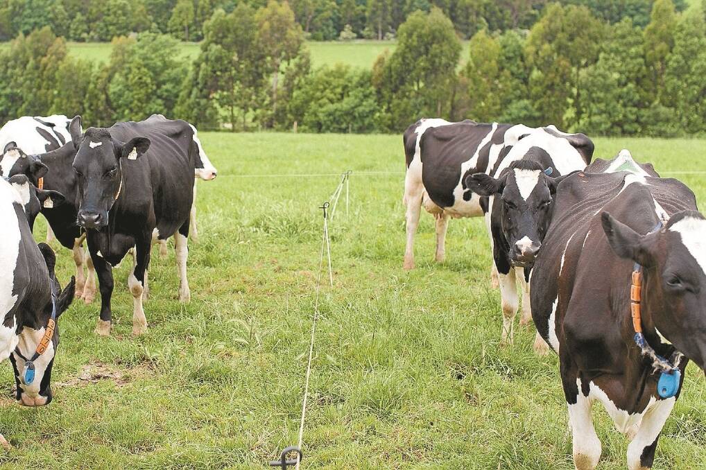 One of these groups of cows eats less feed to produce the same amount of milk — but the difference can only be identified through Australian genomic technology. These cows, at the Victorian Government’s Ellinbank Centre, form part of the reference population for the new Feed Saved ABV.