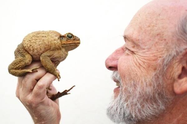 Professor Rick Shine has shown the most humane way to kill cane toads is to freeze them.