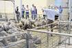 Stock agents told to ‘chip in’ to saleyard