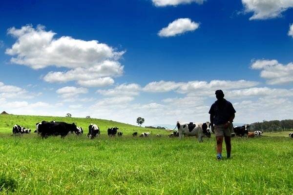 Confidence strong in Aus milk industry