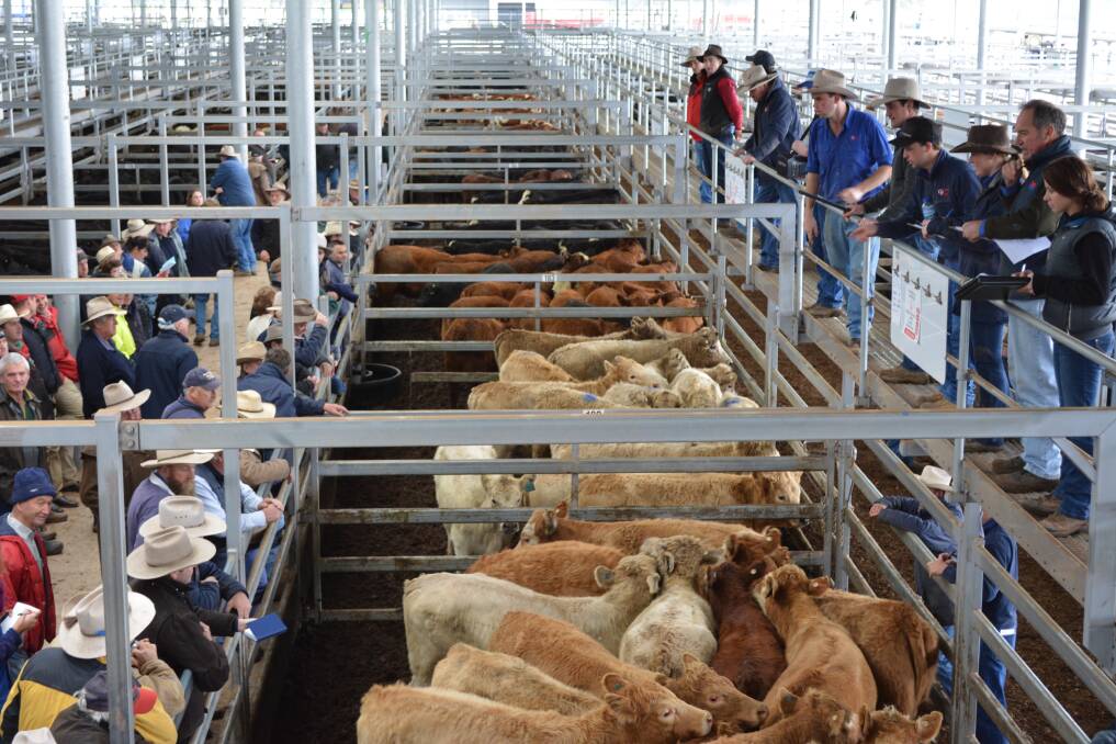 The Eastern Young Cattle Indicator (EYCI) hit 535 cents a kilogram (carcase weight) on Tuesday.