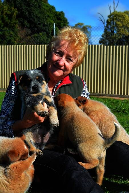 Aussie dogs win friends overseas | Online | Australia