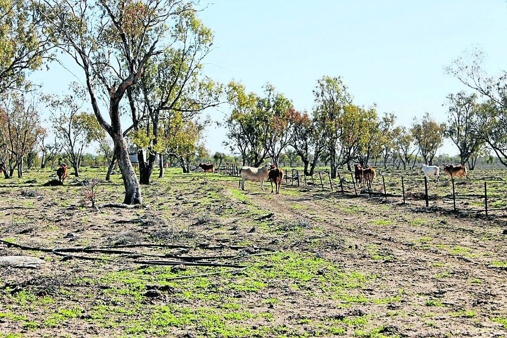 Brahman-cross breeders pictured two weeks ago in strong condition on “Cuttabunda Aggregation”, where pastures are responding well to recent rain.