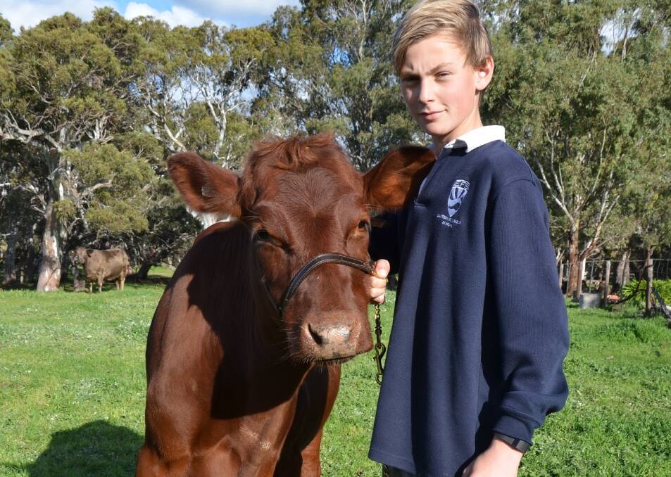 Tom Follett, Bremer View Illawarra stud, Langhorne Creek, with Bremer View Belle 73, which will revive a dynasty at this year's Royal Adelaide Show.