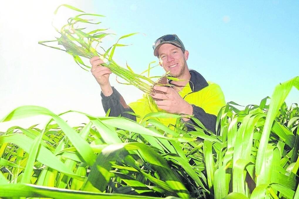 Sam Correll, Arthurton, says the growing season has set the wheat crop up for a good September.