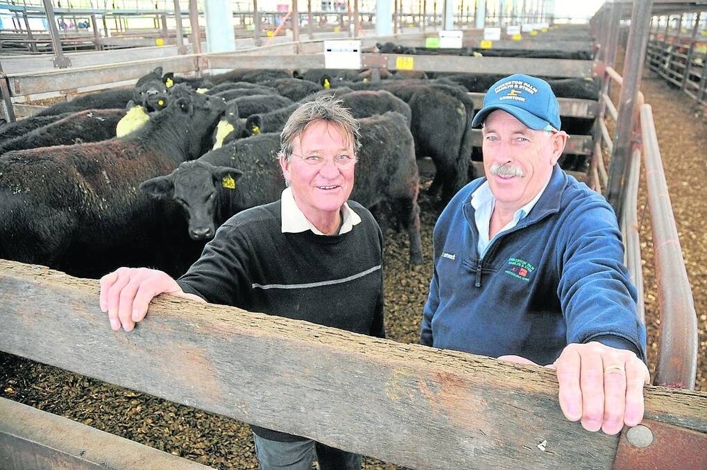 James Darling, Duck Island, Keith, and PPHS director Robin Steen in the top pen of spring 2014-drop steers which made $1100. Duck Island would normally sell calves at heavier weights to feedlotters or over-hooks as EU bullocks but Mr Darling said he sold the lightest calves in the drop to lighten his stocking rate, after receiving only 244 milliimetres of rain for the year. In total