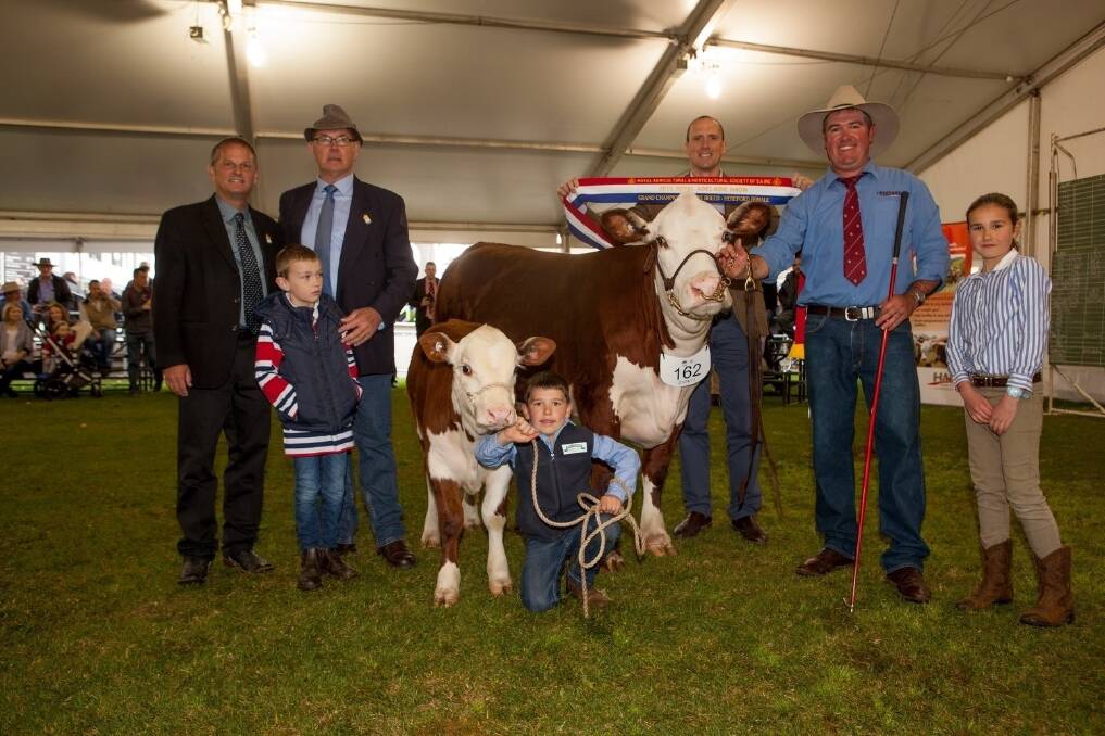 US judge Jack Ward with trophy donors David Davies and grandson Evan Davies and NAB Agribusiness manager Hugh Bailey sashing the grand champion female and supreme exhibit, Kerlson Pines Last Day. The cow is being held by Mark Wilson, Kerlson Pines, Keith, with the calf held by Travis Wilson. Also pictured is Holly Wilson.