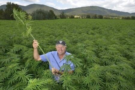 Hungry for hemp: Industry waits for green light