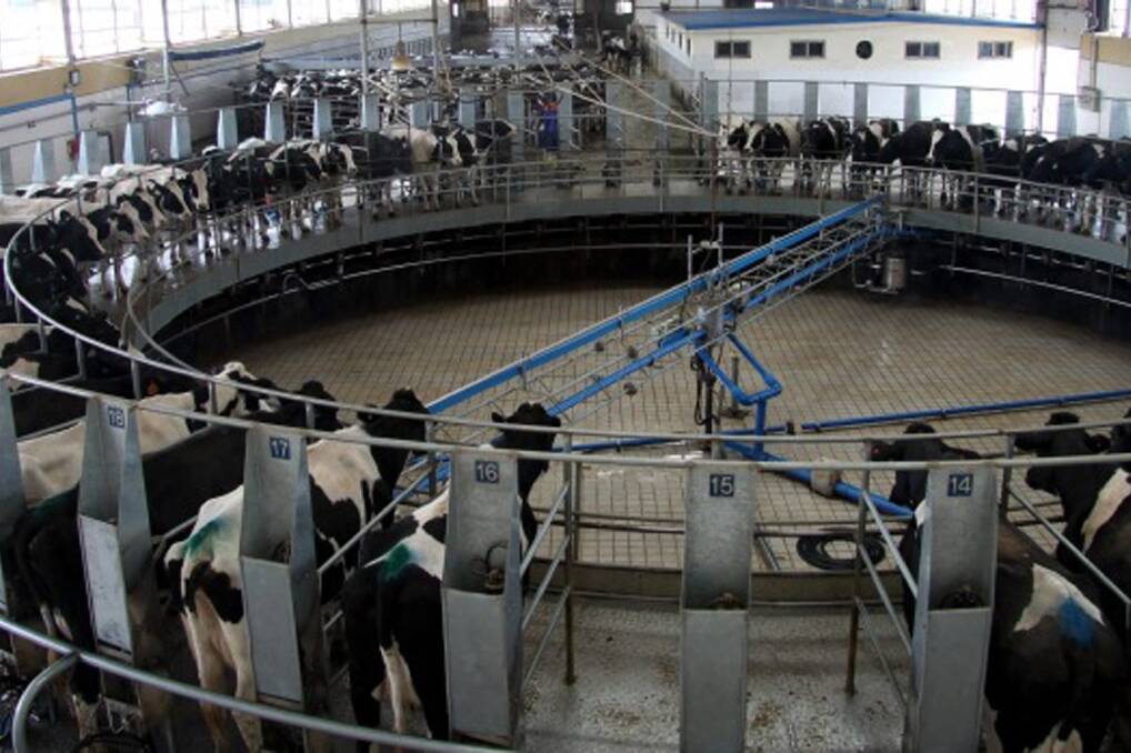 Cows move onto the milking platform at Fonterra's Tangshan farm in Hebei.