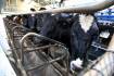 Dairy farmers back levy poll change