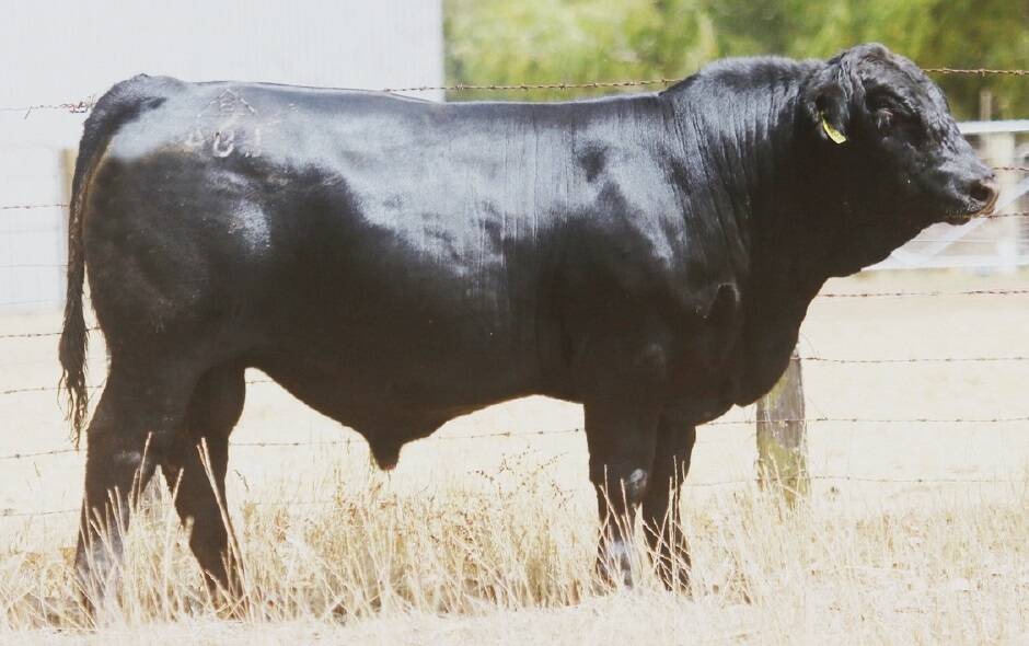 Bonnydale Augustus L84 set a new national record for a Black Simmental bull at the Bonnydale on-property sale on Monday when it sold for $24,000 to the Wombramurra Black Simmental stud, Nundle, New South Wales.