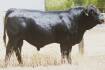 Black Simmental bull sells to $24,000