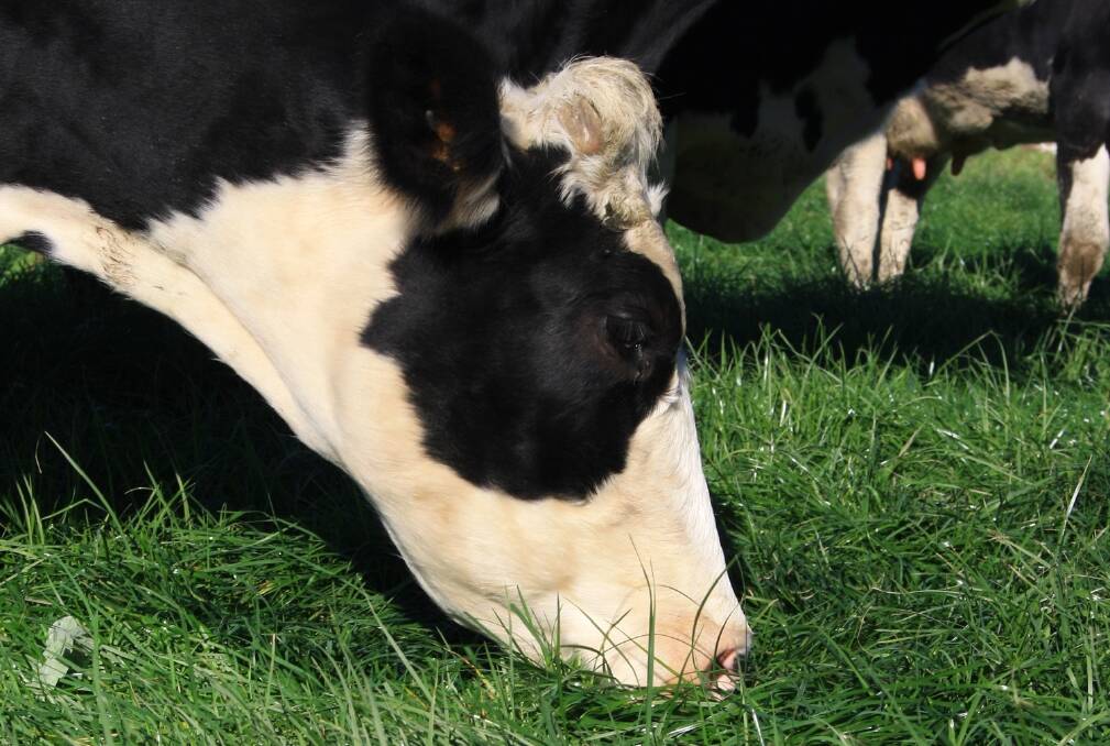 Fungal spores that cause facial eczema are found in pasture litter.