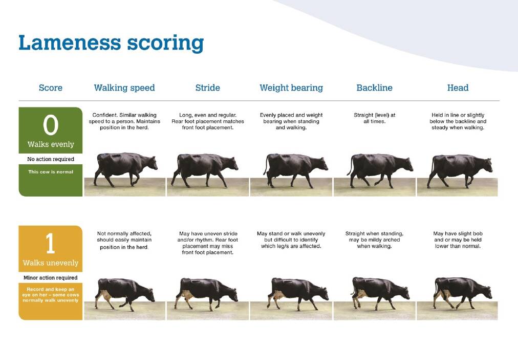 Part of the new lameness scoring poster (click for full poster next screen).