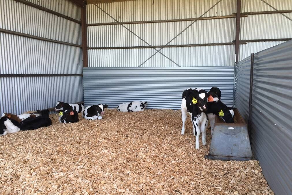 The calf pens on the Fleming farm prevent contact between calves in different pens.