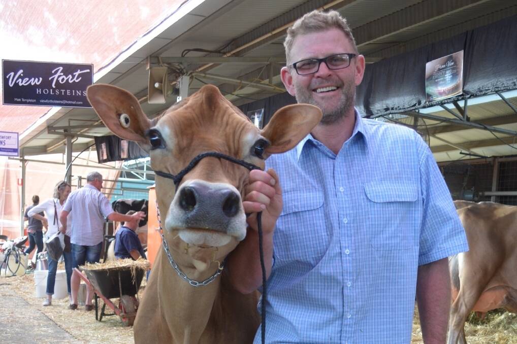Wayne Kuhne with his four-year-old Jersey cow that took all before it at International Dairy Week, snaring the supreme interbreed award on Thursday.