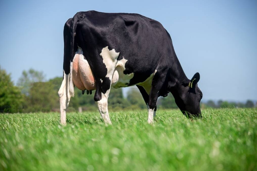 A Kiwipole cow: a breed that has been developed to put the Senepol slick gene into Holsteins.
