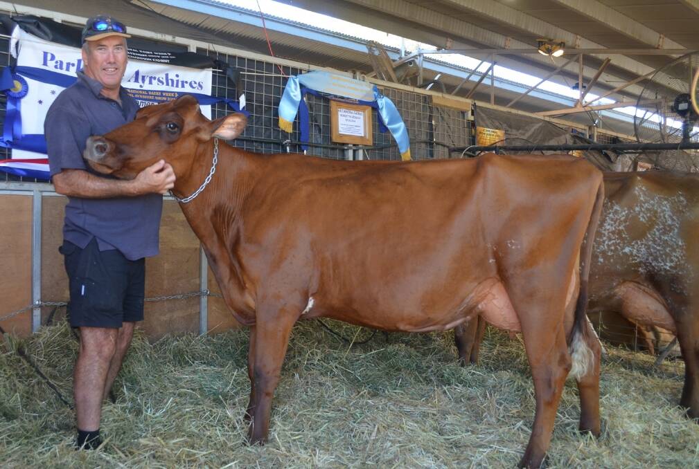 James Dillon, Waaia, Vic, with the grand champion Ayrshire Parkville Burdette Katie.