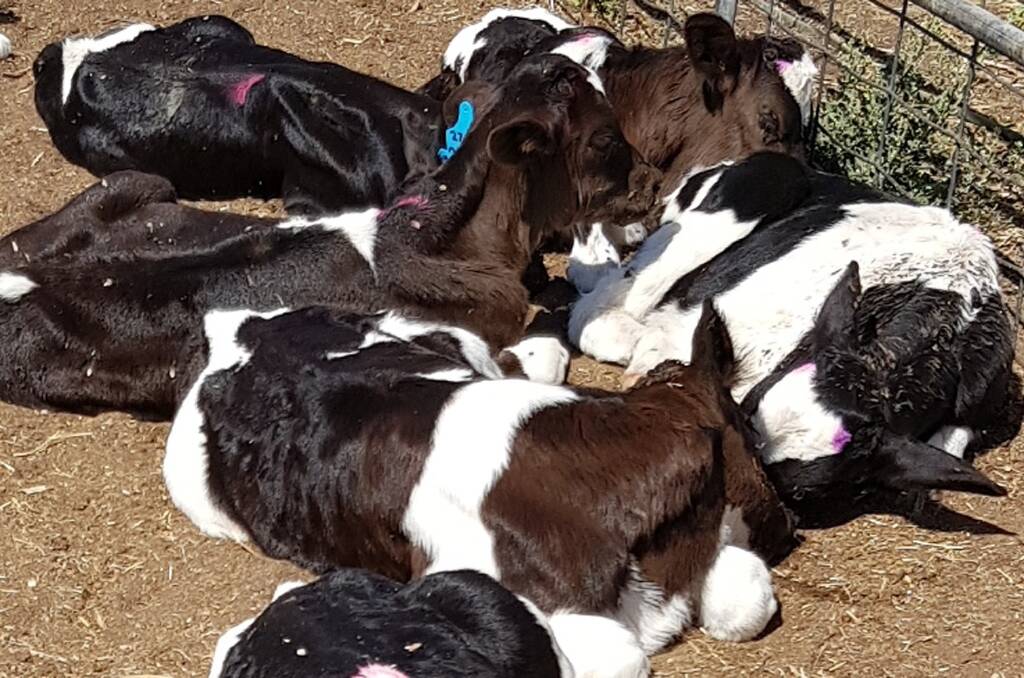Sedated calves on the Dalitz farm begin to awaken after disbudding.