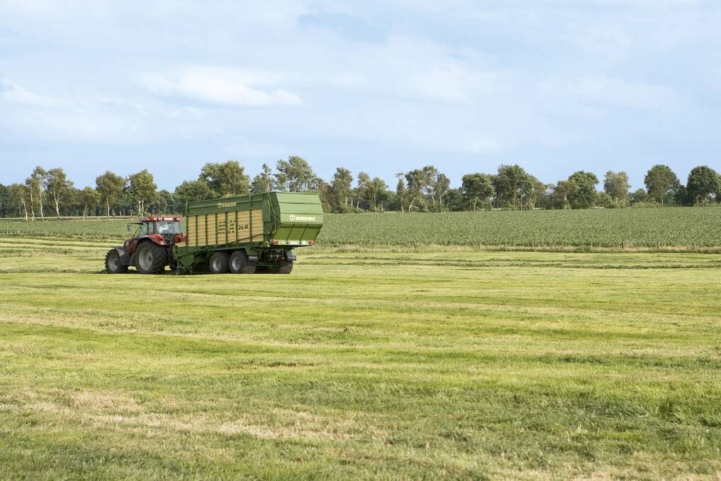 Cut silage at three-leaf grazing stage (or just after) before it goes reproductive.