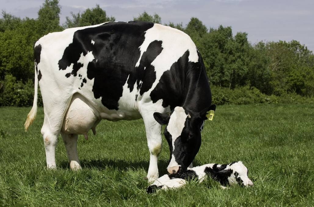 An aspect of Australia's dairy industry that needs improving is calf welfare, with special regard to the care given to calves not required as dairy replacements. 