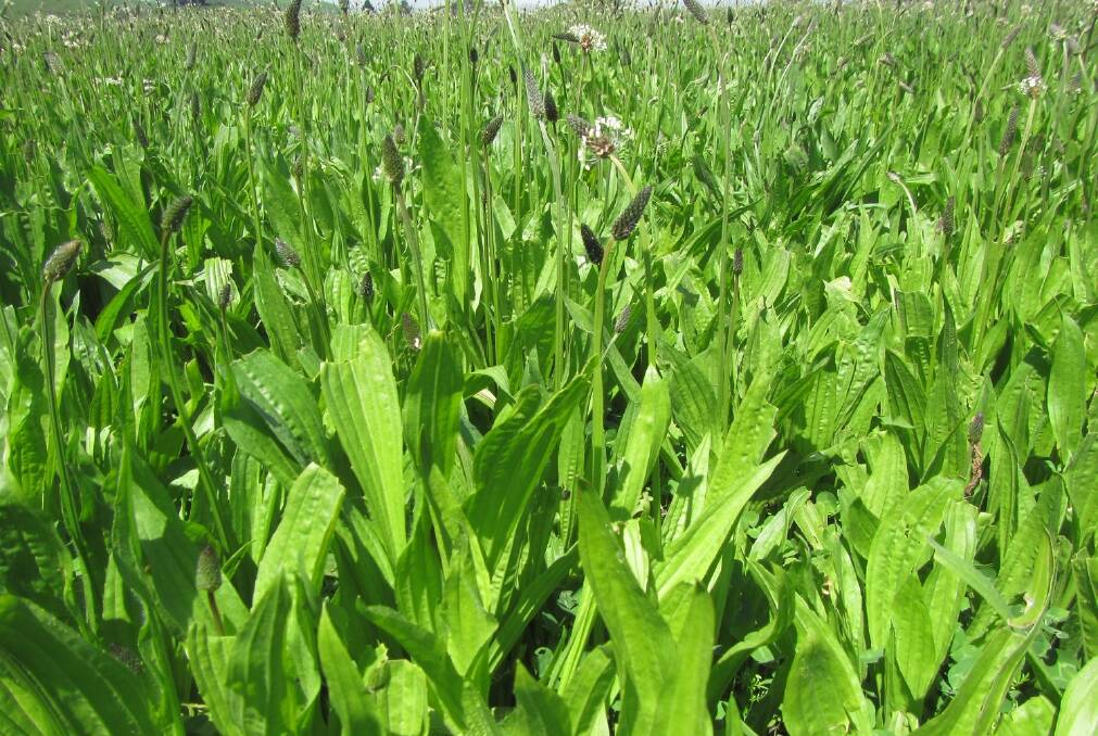 Incorporating plantain into grazed pastures could be an approach to reducing emissions.