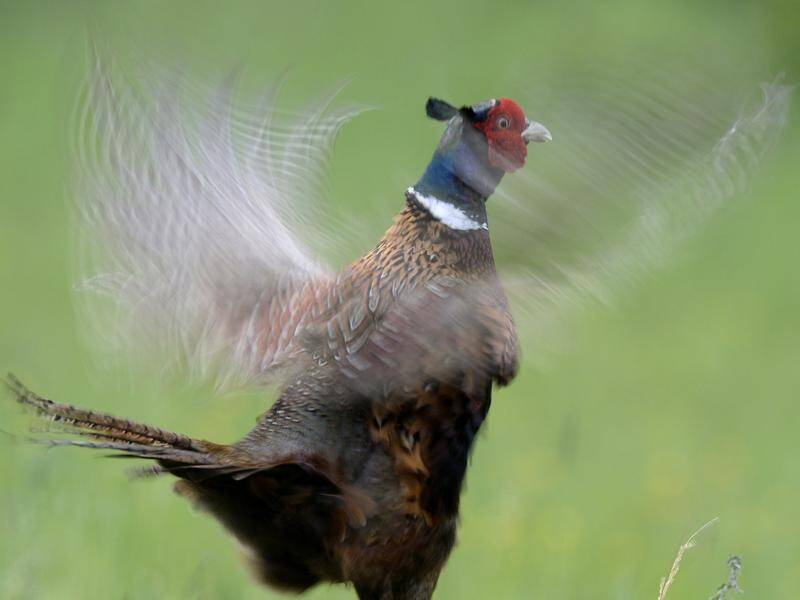 A cull of pheasants has been ordered on a Danish farm to curb the spread of bird flu. (EPA PHOTO)