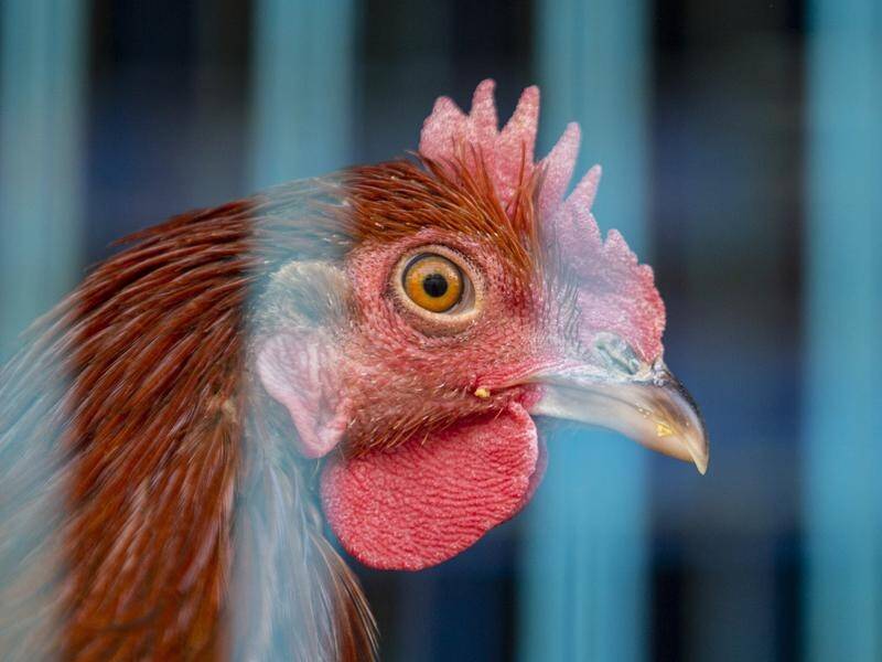 Recent bird flu cases in industrial farms have caused Chile's government to halt poultry exports. (EPA PHOTO)