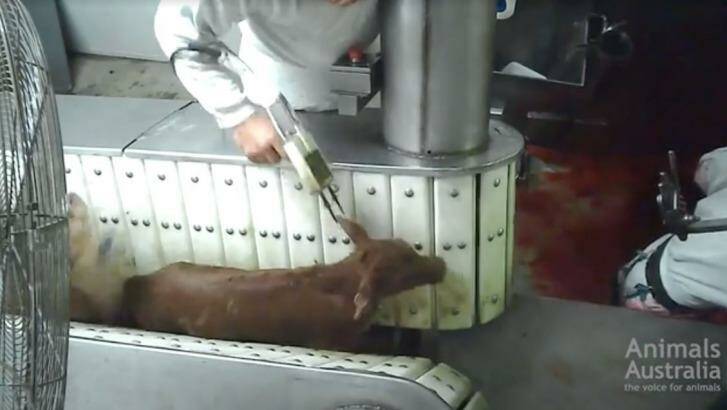 An image from the video showing a calf being stabbed in the neck with an electric stun gun. Photo: Supplied