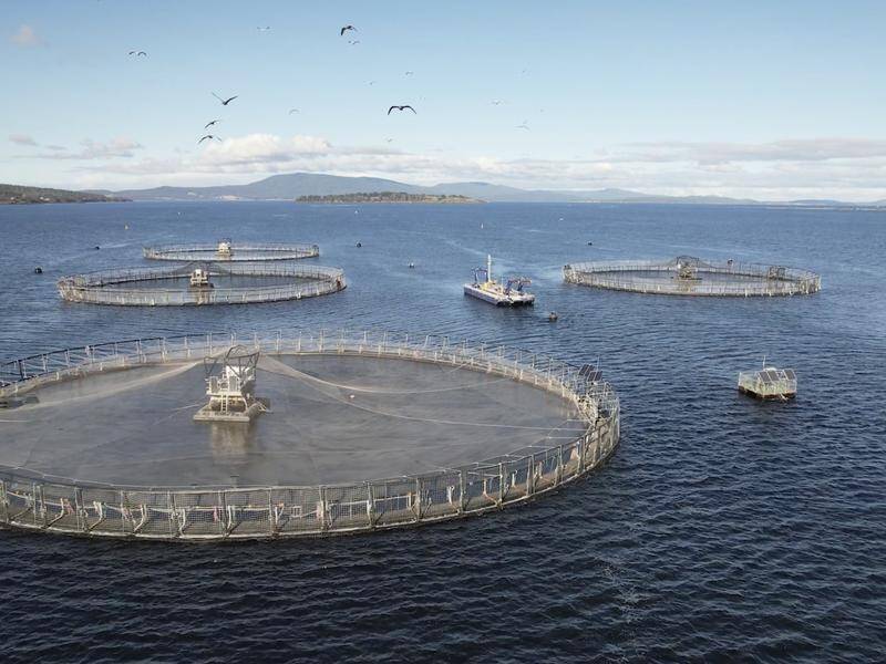 Stressed ecosystems are pushing seafood producers to move near-shore farms further offshore. (AP PHOTO)