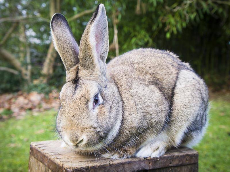 Australia's rabbit plague began with the introduction of a bunch of wild rabbits in 1859 (AP PHOTO)