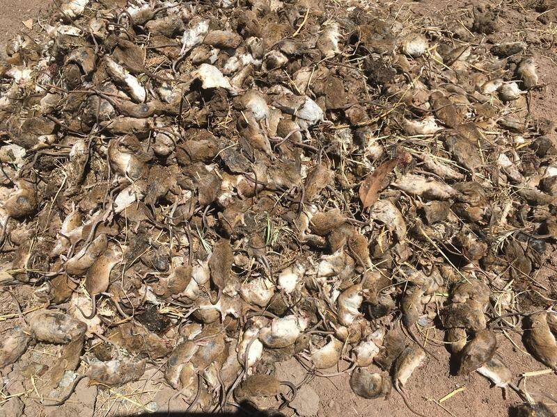 STINKING PLAGUE: A mouse plague has been wreaking havoc across swathes of rural land in NSW and Queensland.