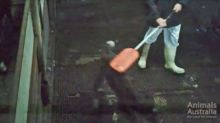 An image from the video showing a newborn calf being beaten. Photo: Supplied