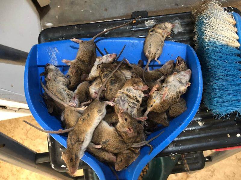 Farmers in many parts of regional NSW report a drastic increase in mice populations.