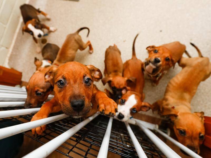 Some dogs will be left in quarantine for 30 days under new national rules. (Con Chronis/AAP PHOTOS)