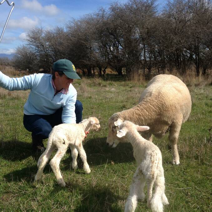 EXCELLENT MOTHERS: Victoria Archer, Quamby Plains, helping with mothering up and tagging the Corriedale lambs.