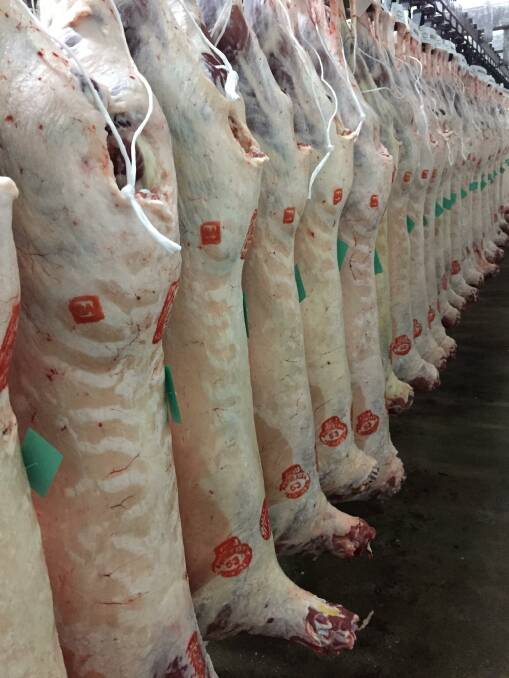 IMPRESSIVE: Corriedale carcases in the chiller at Frews Foods International, Stawell, as part of the trial.