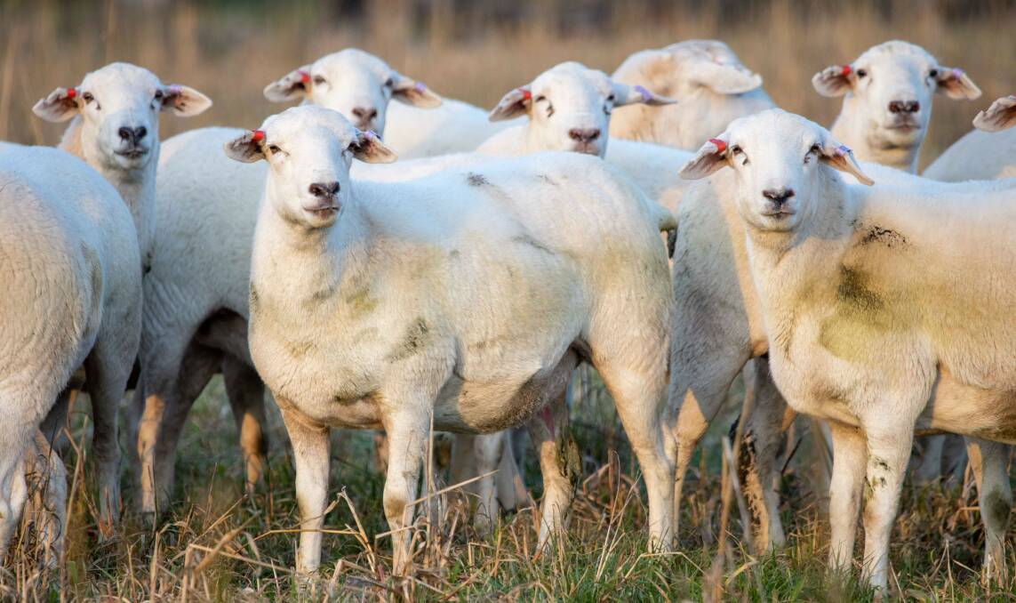 PREMIUM: Some of the Graham Sinclair's 11-month-old Tattykeel Certified Australian White ewes at Temora. 